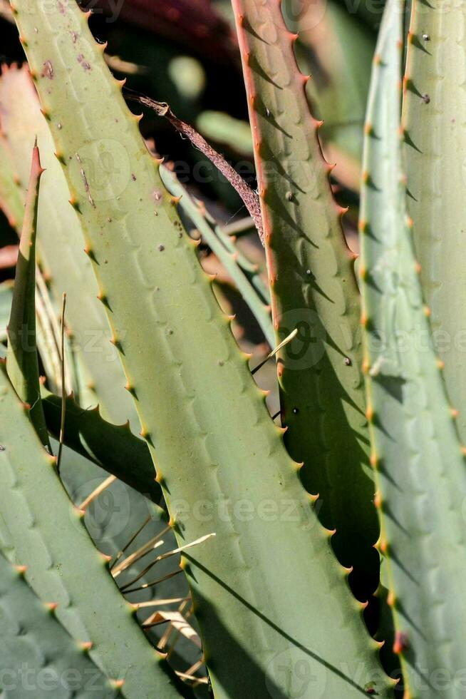 dichtbij omhoog van een aloë vera fabriek foto