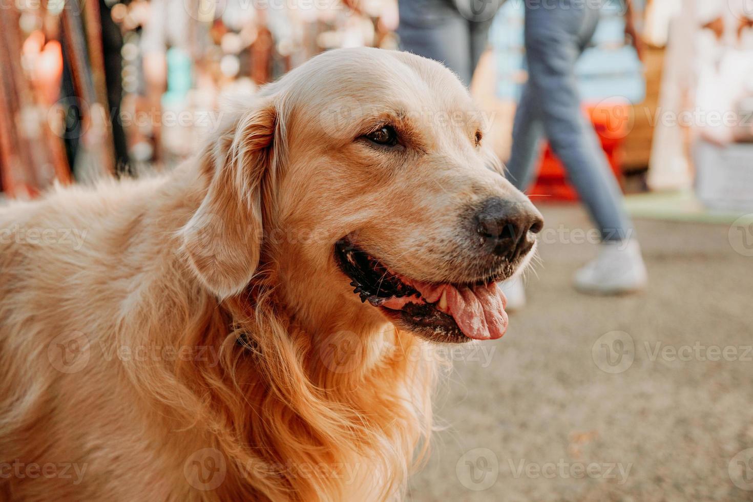 Golden retriever. portret van een huisdier op het stadsdierenfestival. zomer zonnige dag foto