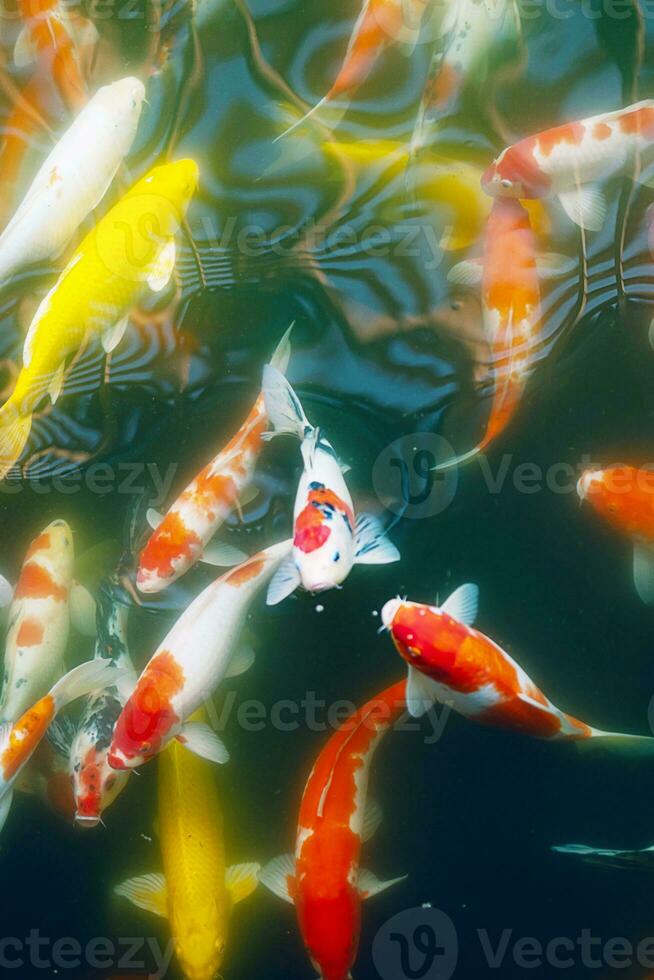 veelkleurig karpers druk in vijver. zen Leuk vinden oosters natuur achtergrond. foto