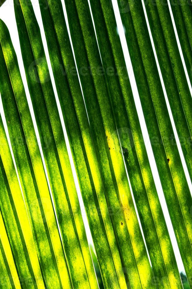 palm blad details. tropisch weelderig gebladerte textuur. foto