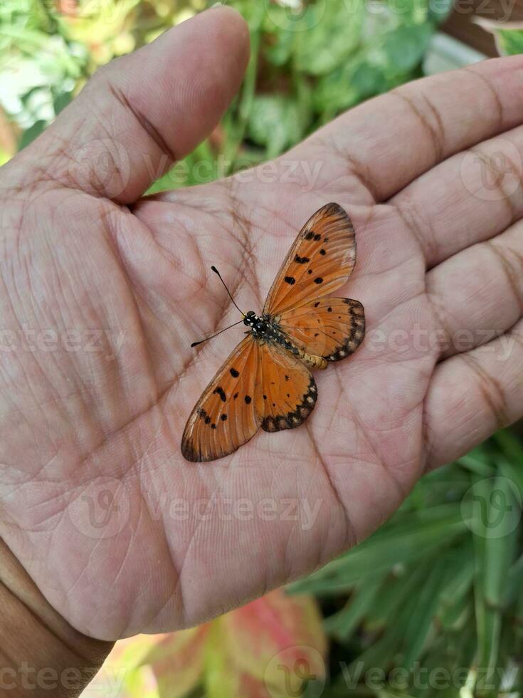 beeld van oranje vlinder in hand- foto