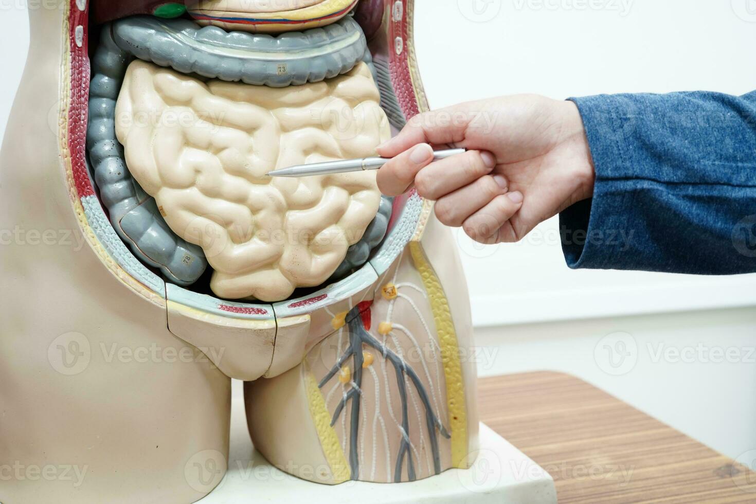Aziatisch leerling aan het leren met menselijk lichaam model- in anatomie biologie in klas Bij hoog school. foto