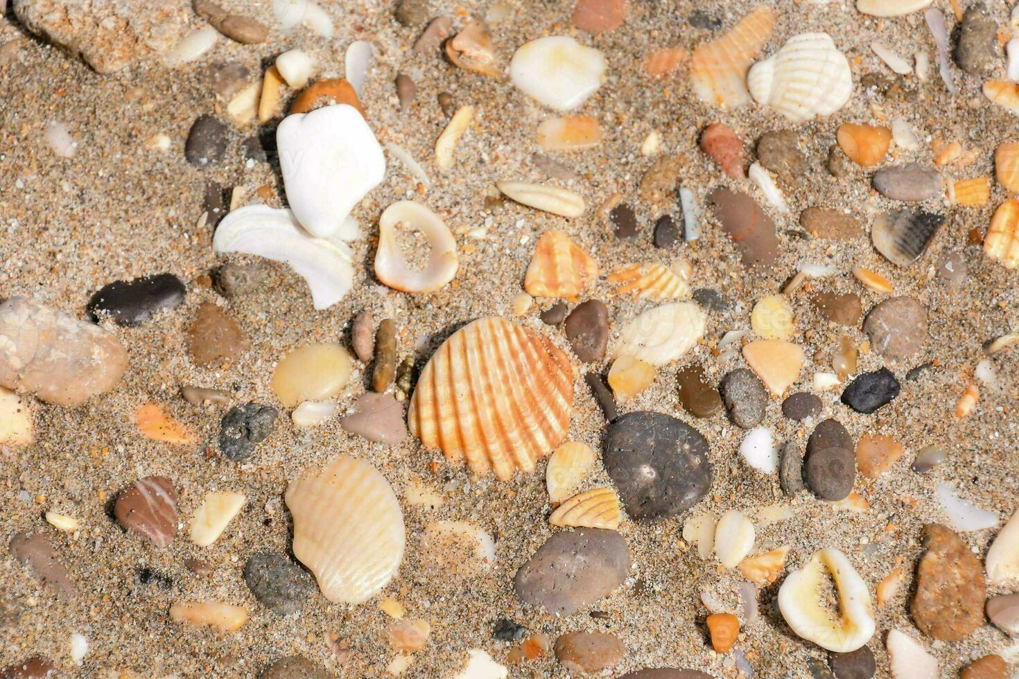 een dichtbij omhoog van een bundel van schelpen en rotsen Aan de zand foto