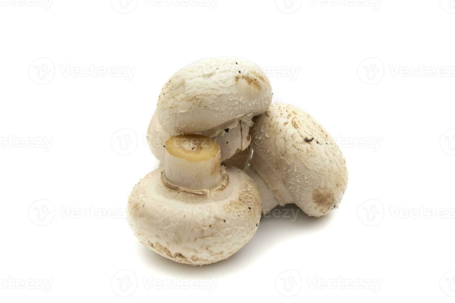 geheel champignons , geïsoleerd Aan wit achtergrond. wetenschappelijk naam is agaricus bisporus. het is de meest algemeen gebruikt eetbaar paddestoel soorten voor Koken foto