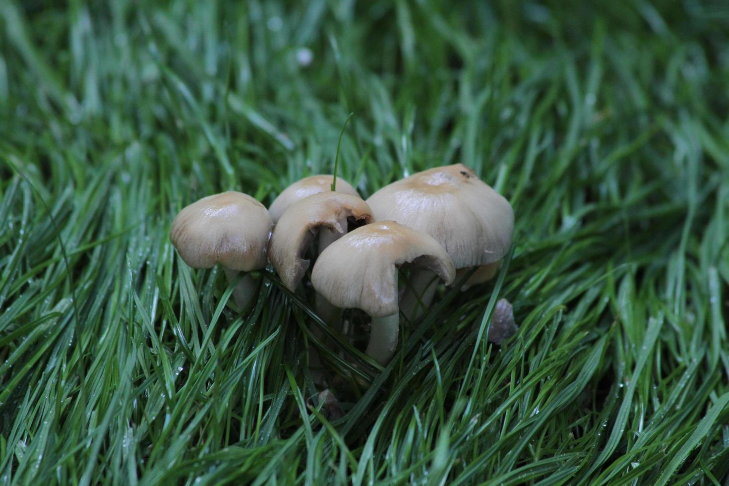 lente, regen en groeiende paddenstoelen foto