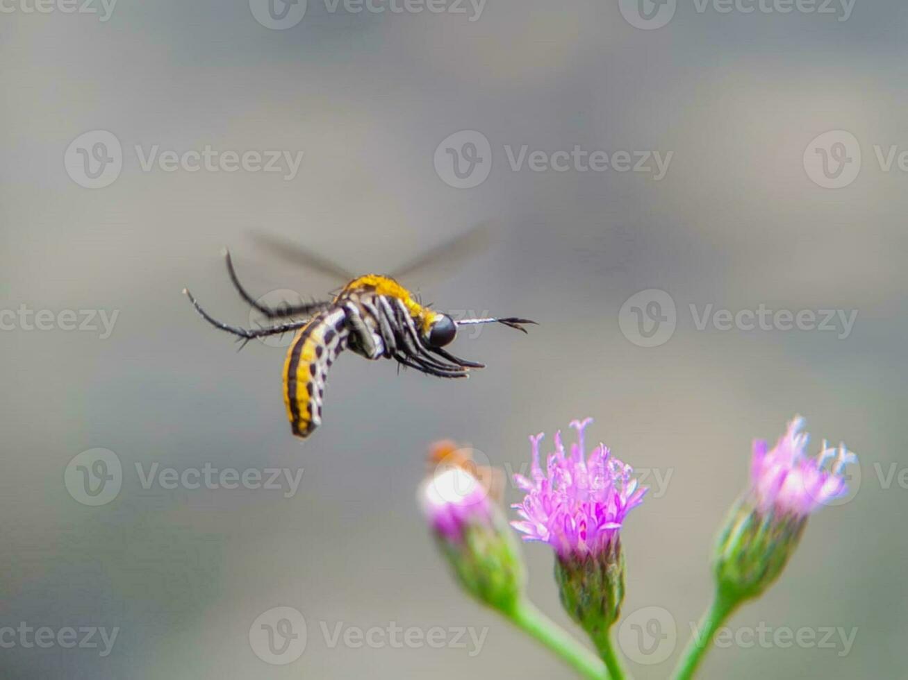 detailopname van een bloeiende bloem met een insect Aan haar bloemblad foto