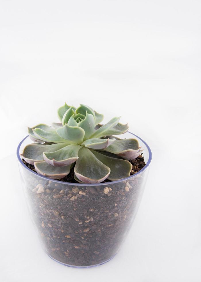 een cactus in een glazen bloempot met witte achtergrond foto