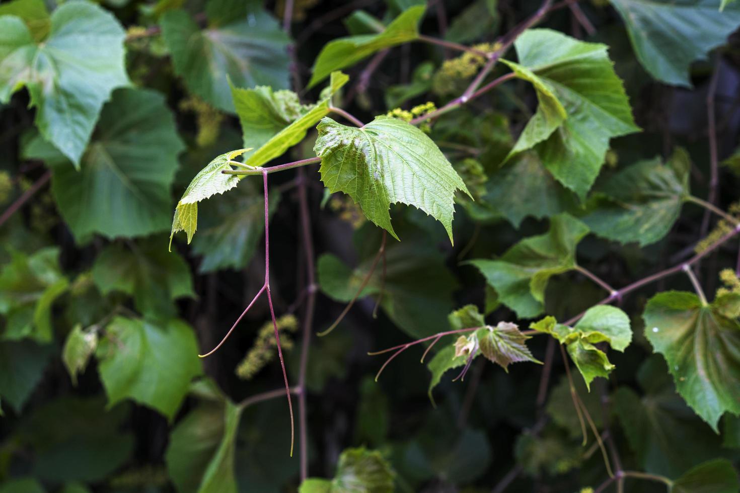 natuurlijke groene achtergrond met druivenbladeren foto