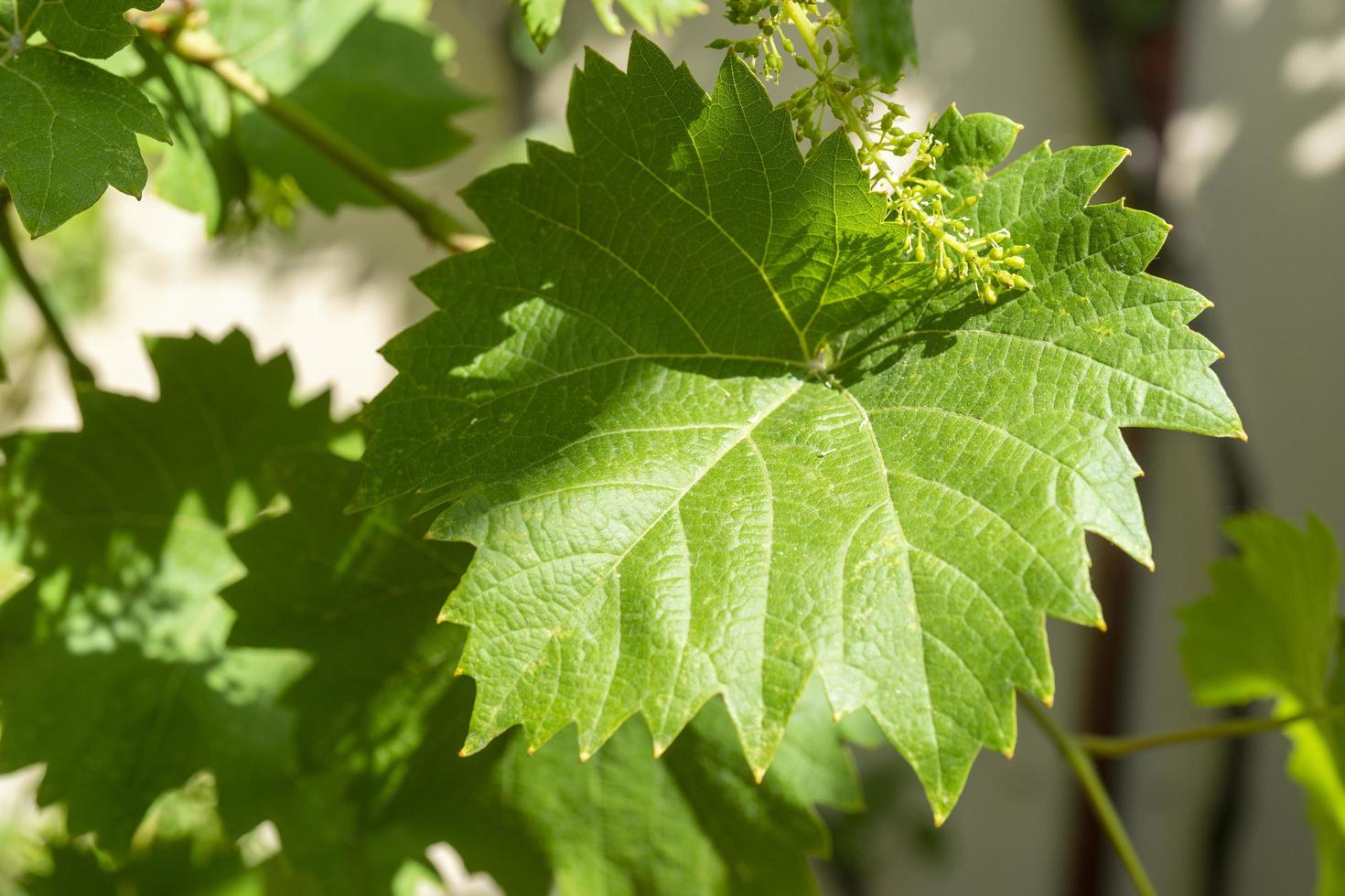 natuurlijke groene achtergrond met druivenbladeren foto