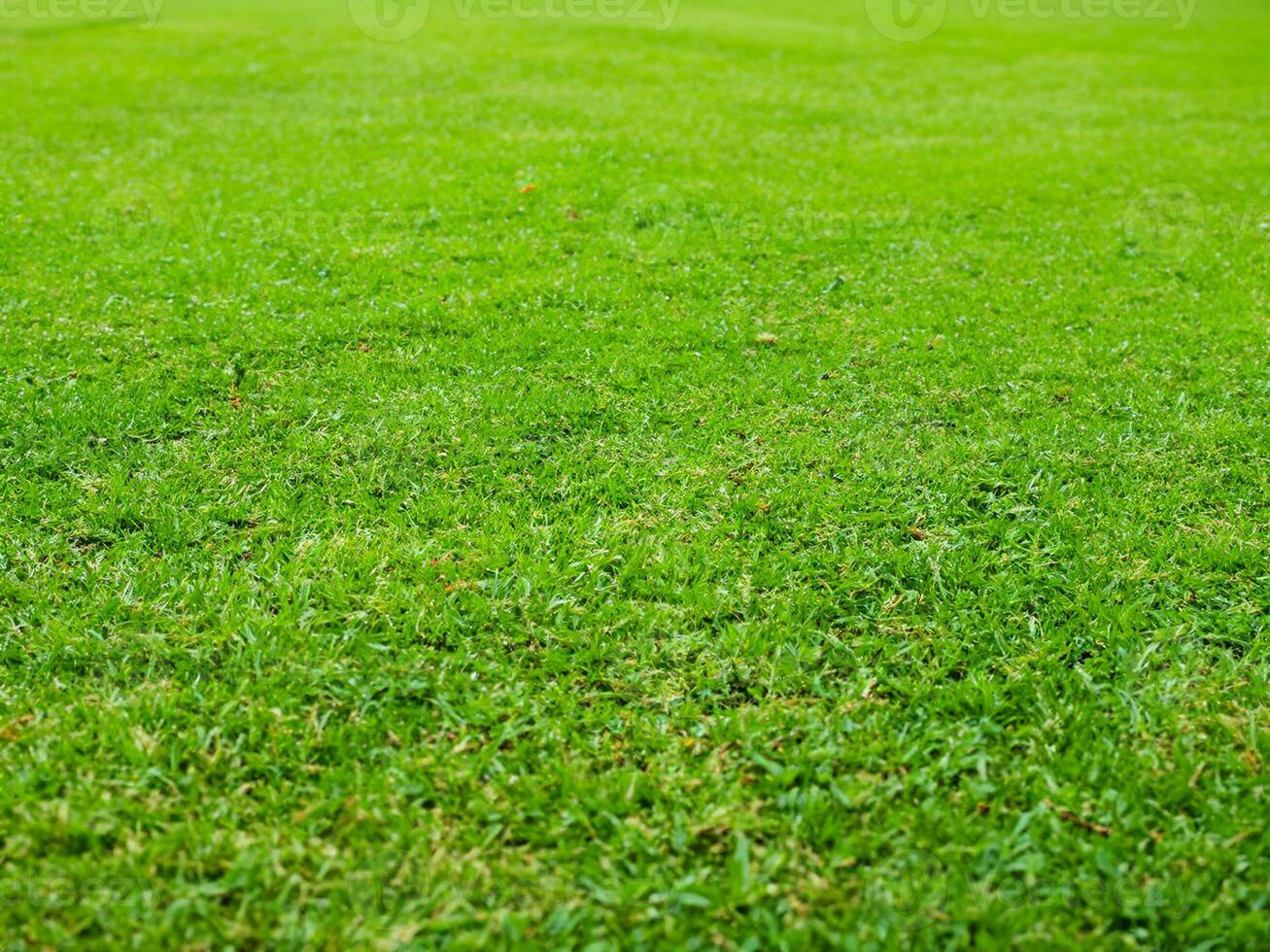 gras, park veld- structuur groen foto