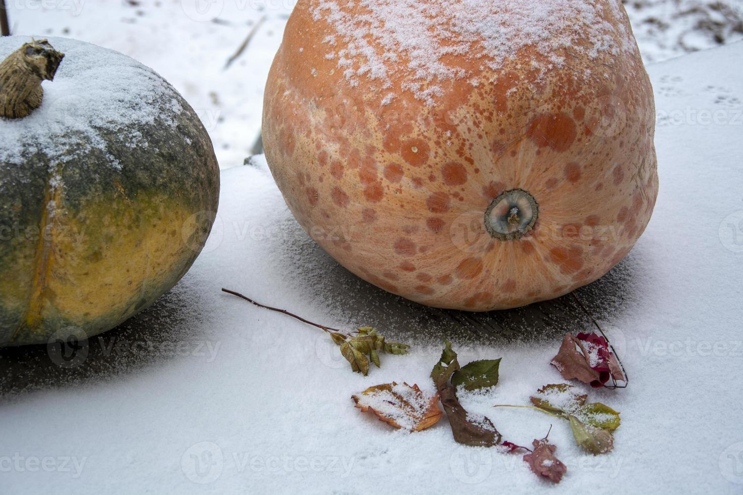 een enorme oranje en groene pompoen close-up ligt op een met sneeuw bedekte achtergrond tussen gevallen herfstbladeren foto