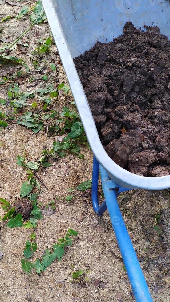 humus in een kruiwagen. mest vervoeren in een tuinwagen. compost in de tuin schoonmaken. foto