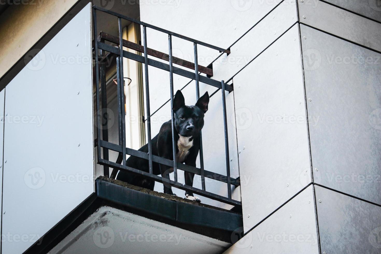 zwarte hond op balkon van wit gebouw naar beneden kijkend foto