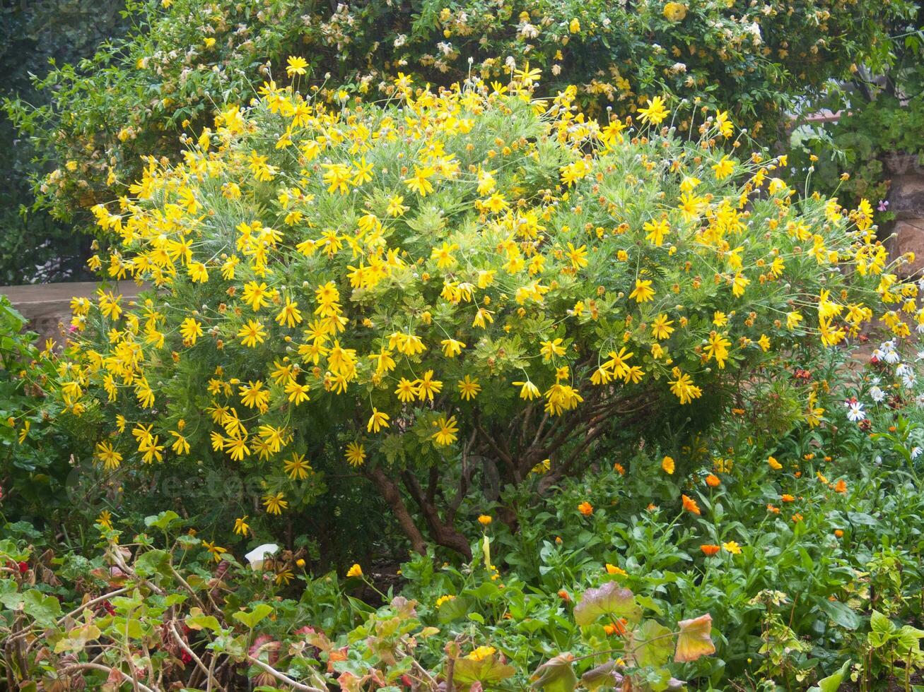 een struik met geel bloemen in een tuin foto