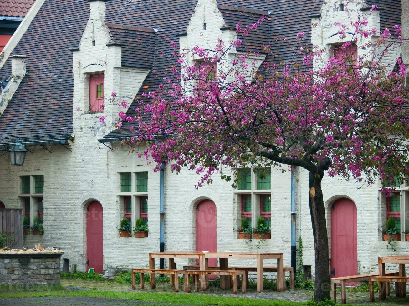 een boom met roze bloemen in voorkant van een gebouw foto