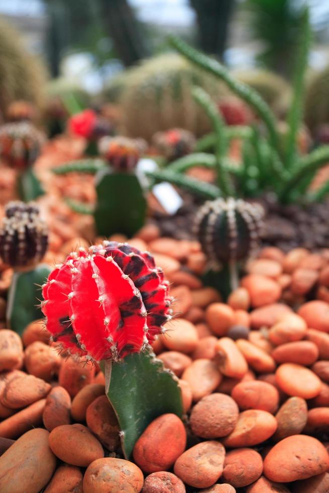 kleurrijke cactus, close-up beeld van rijen schattige kleurrijke miniatuurcactus foto