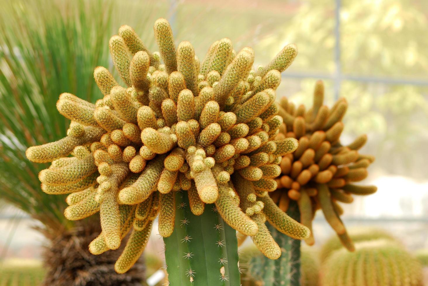 kleurrijke cactus, close-up beeld van rijen schattige kleurrijke miniatuurcactus foto