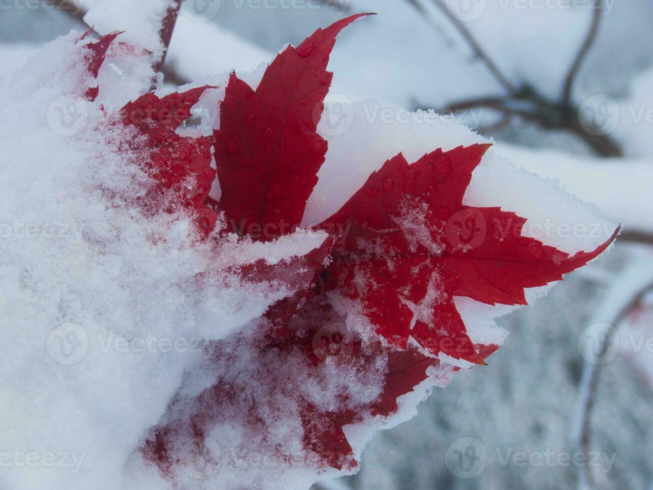 een rood blad is gedekt in sneeuw foto