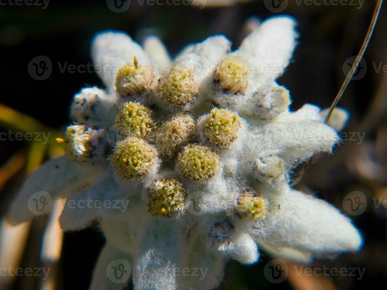 een dichtbij omhoog van een wit bloem met geel bloemen foto