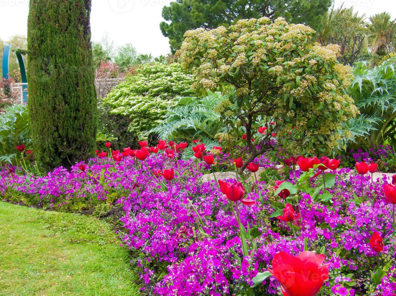 een bloem tuin met Purper en rood bloemen foto