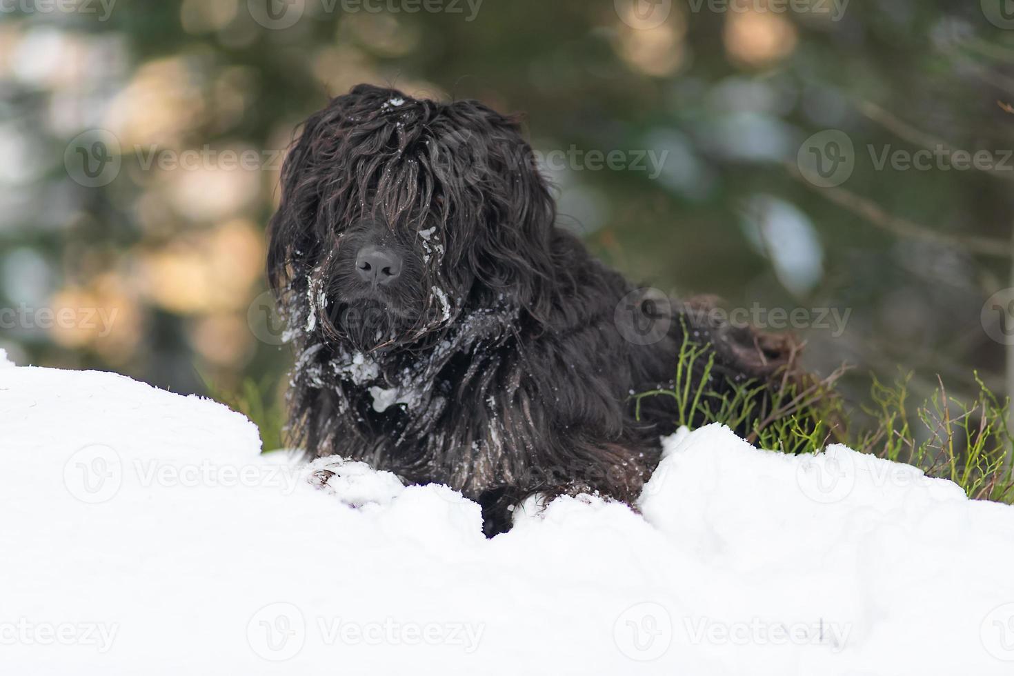 bergherdershond in de sneeuw met ijs op de vacht foto