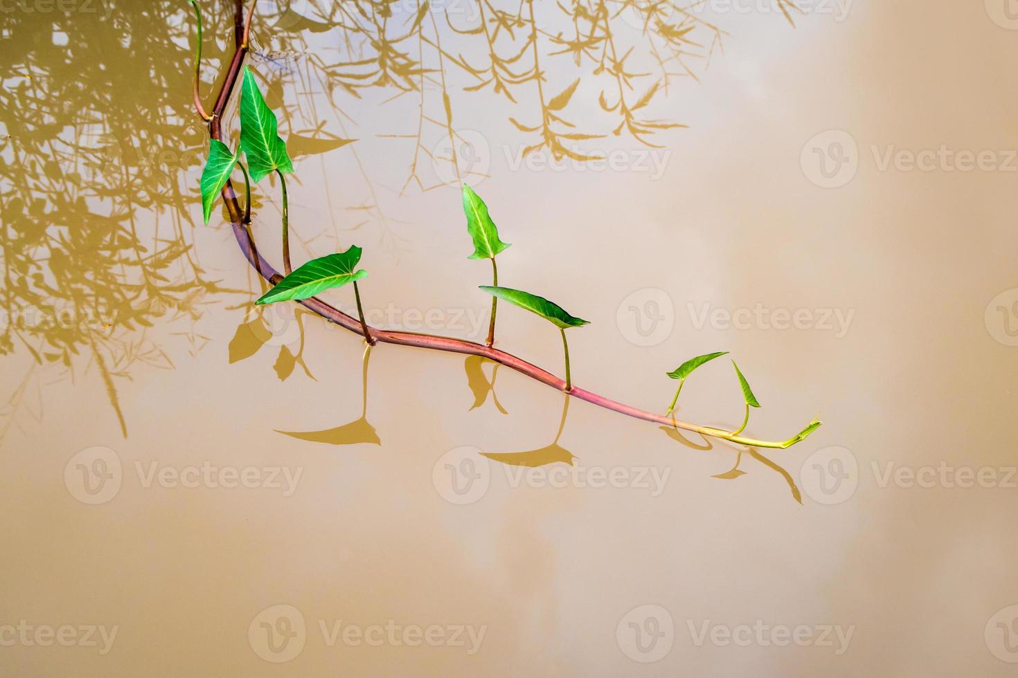 scheuten van morning glory in het kanaal foto