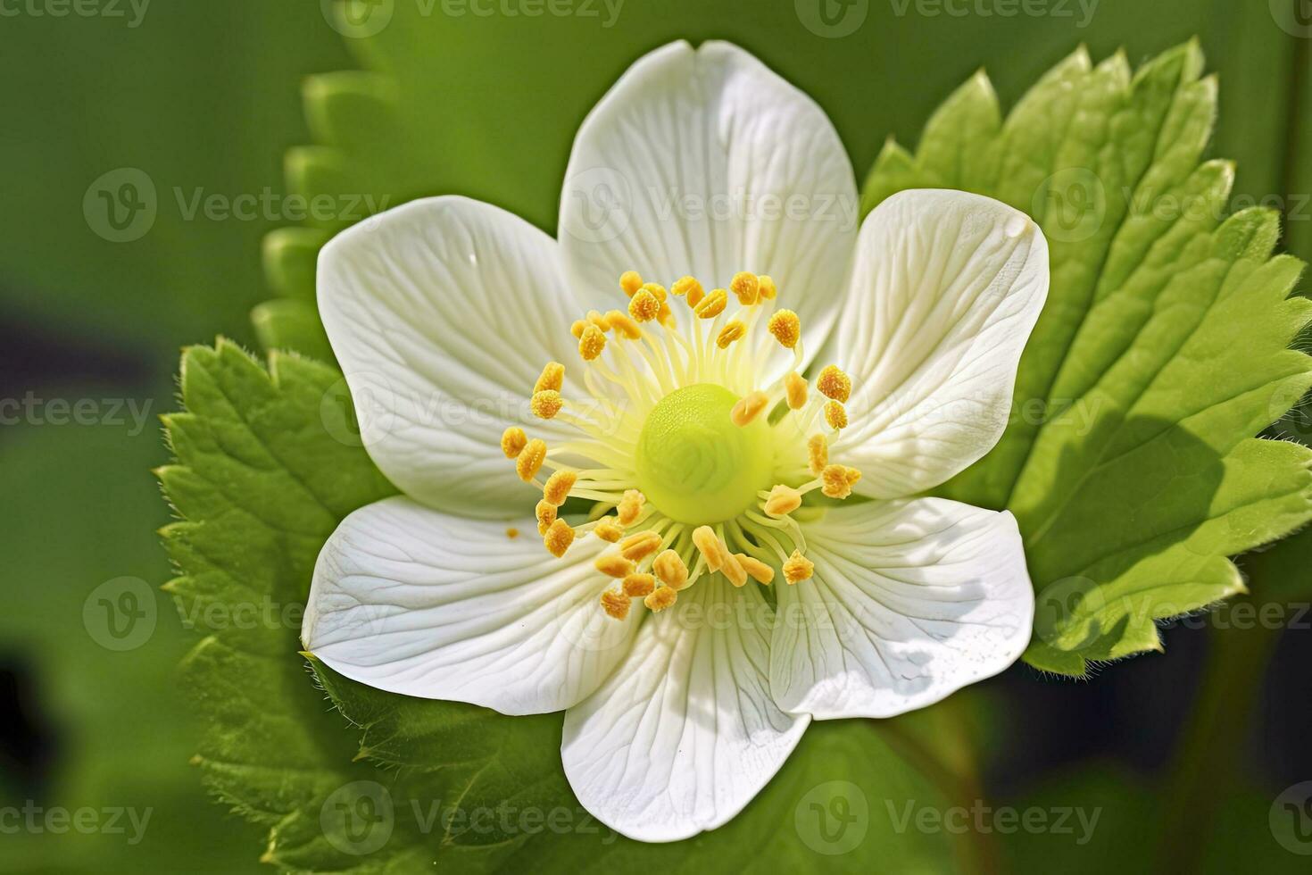 ai gegenereerd aardbei bloem. ai gegenereerd foto