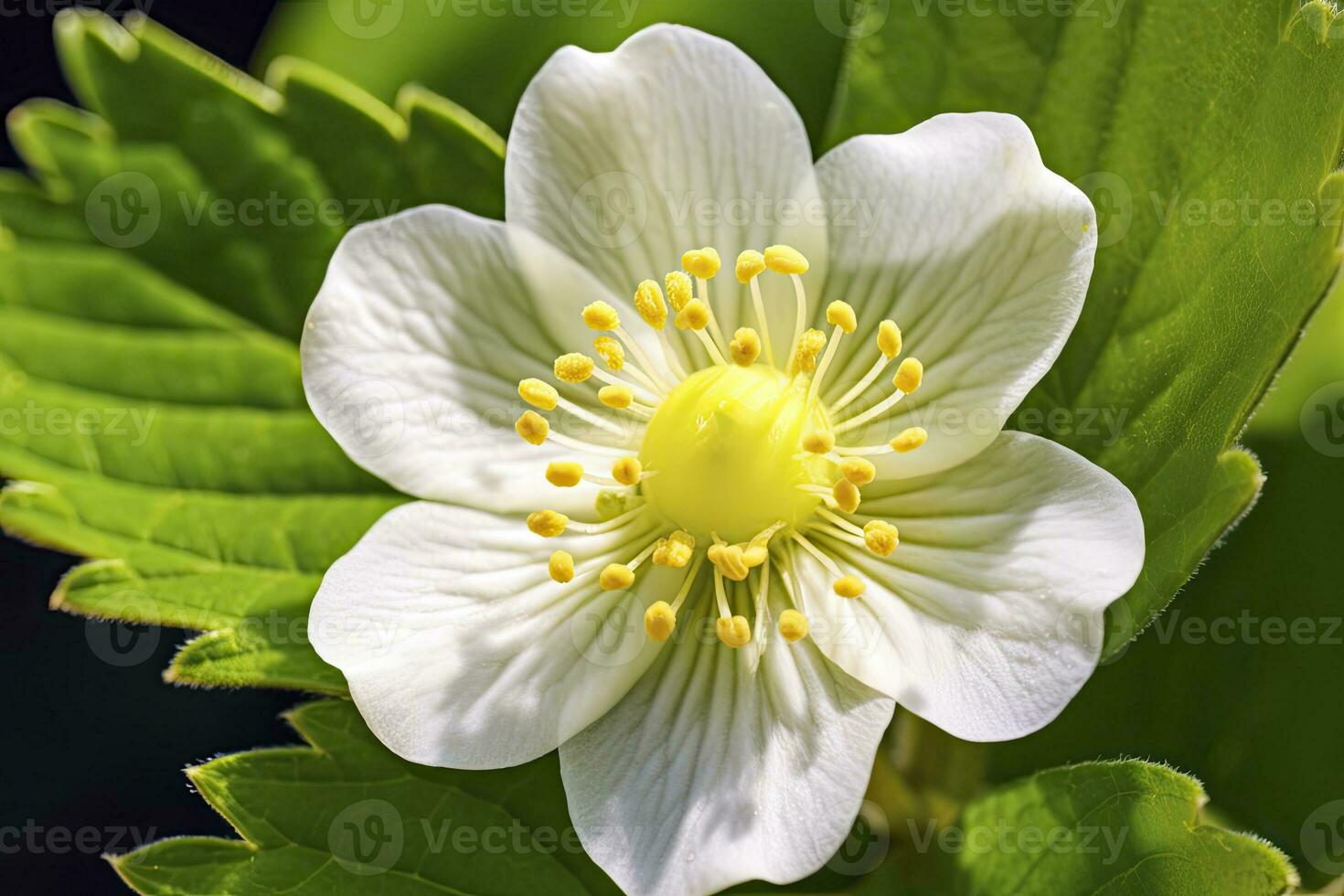 ai gegenereerd aardbei bloem. ai gegenereerd foto