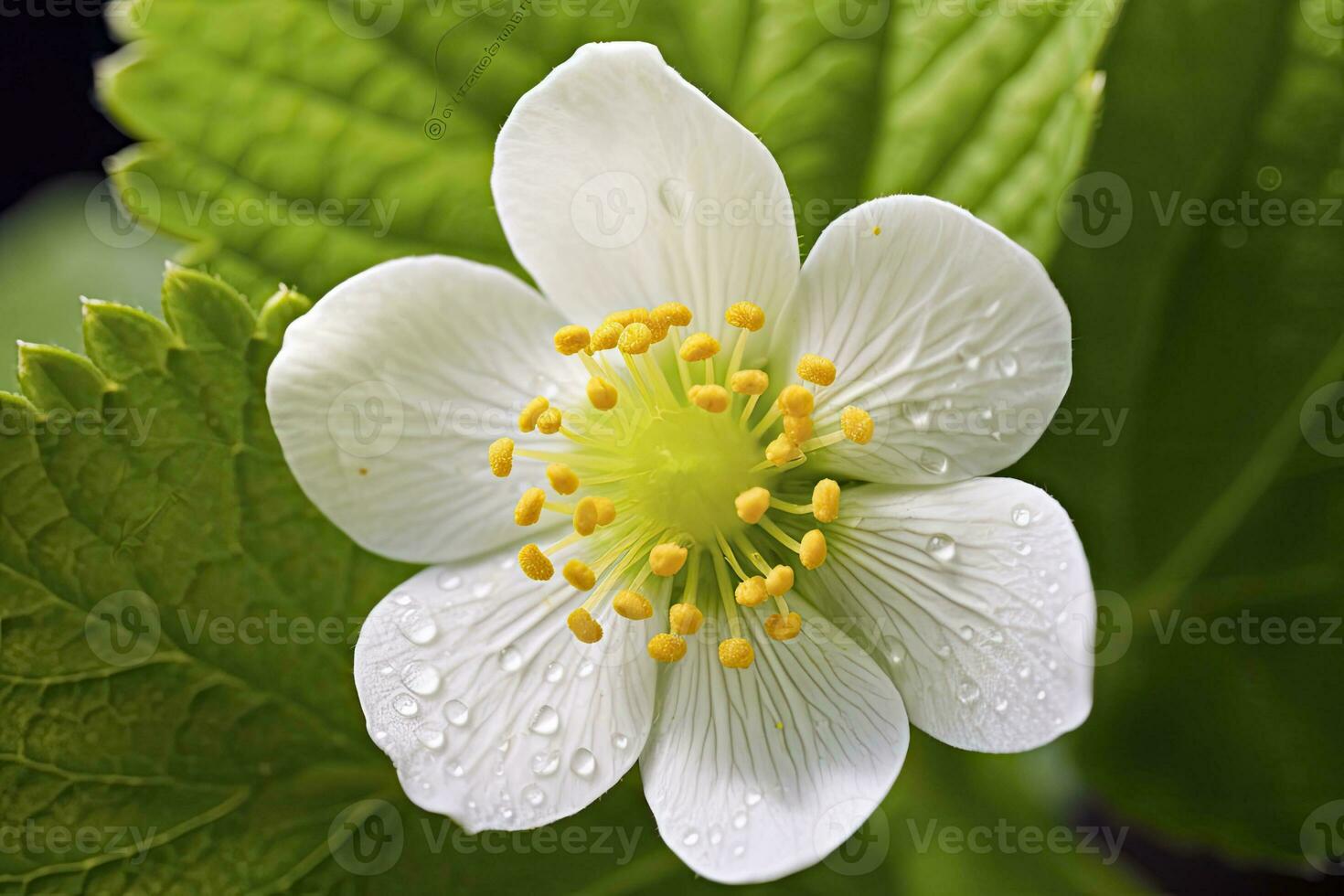 ai gegenereerd aardbei bloem. ai gegenereerd foto