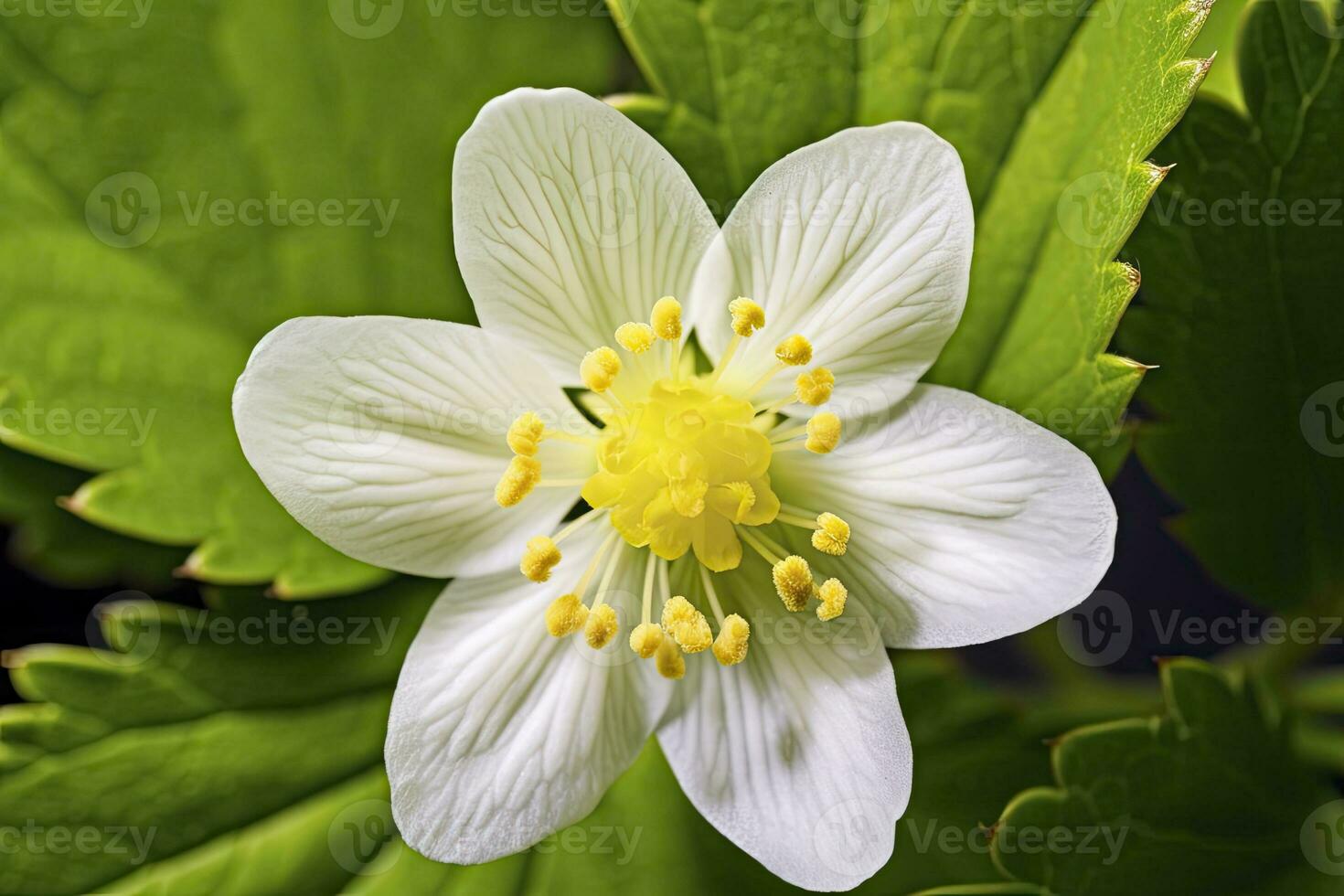 ai gegenereerd aardbei bloem. ai gegenereerd foto