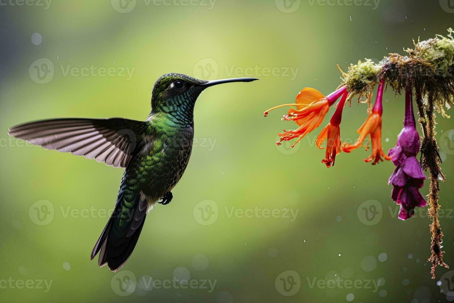 ai gegenereerd kolibrie in costa rica. ai gegenereerd. foto