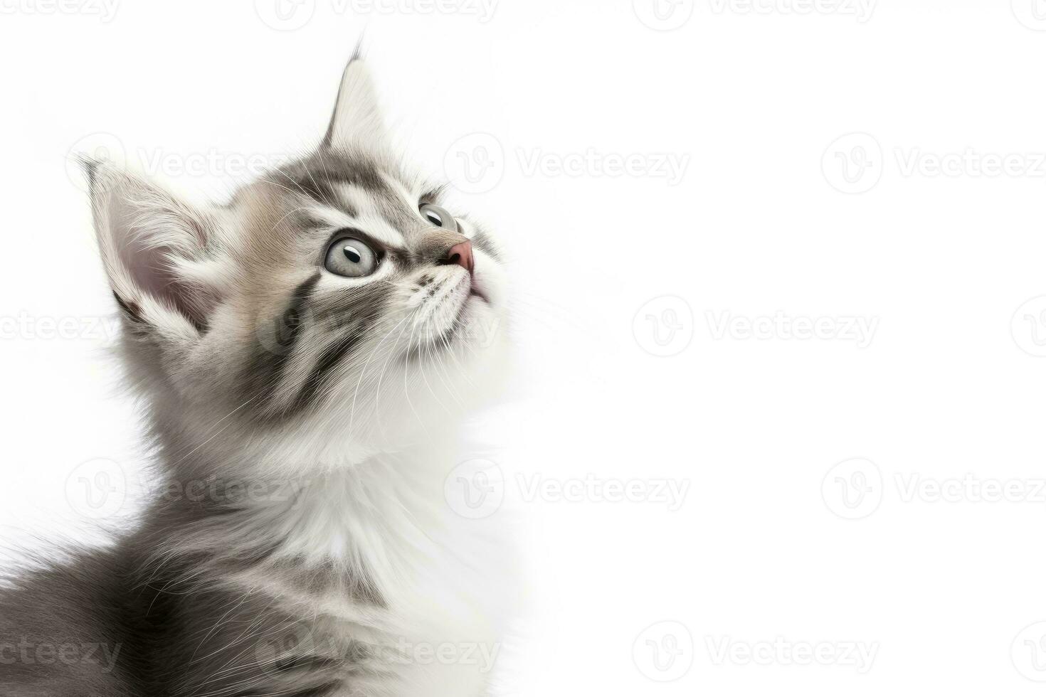 ai gegenereerd speels grappig katje op zoek omhoog geïsoleerd Aan een wit achtergrond. ai gegenereerd foto