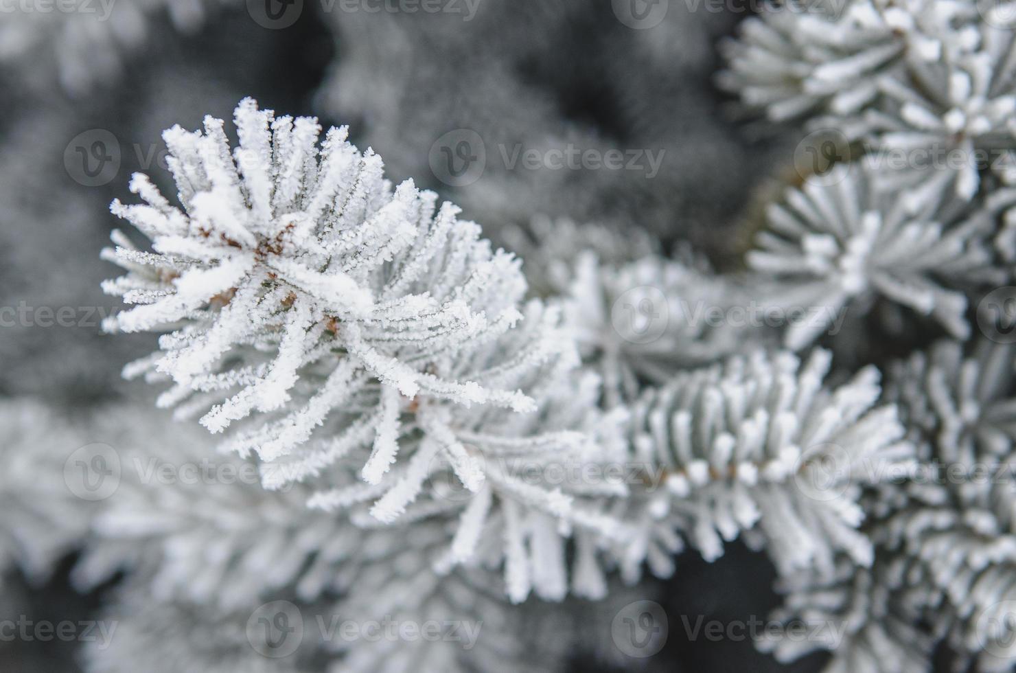 vorst en sneeuw op groene naalden van dennenbomen foto
