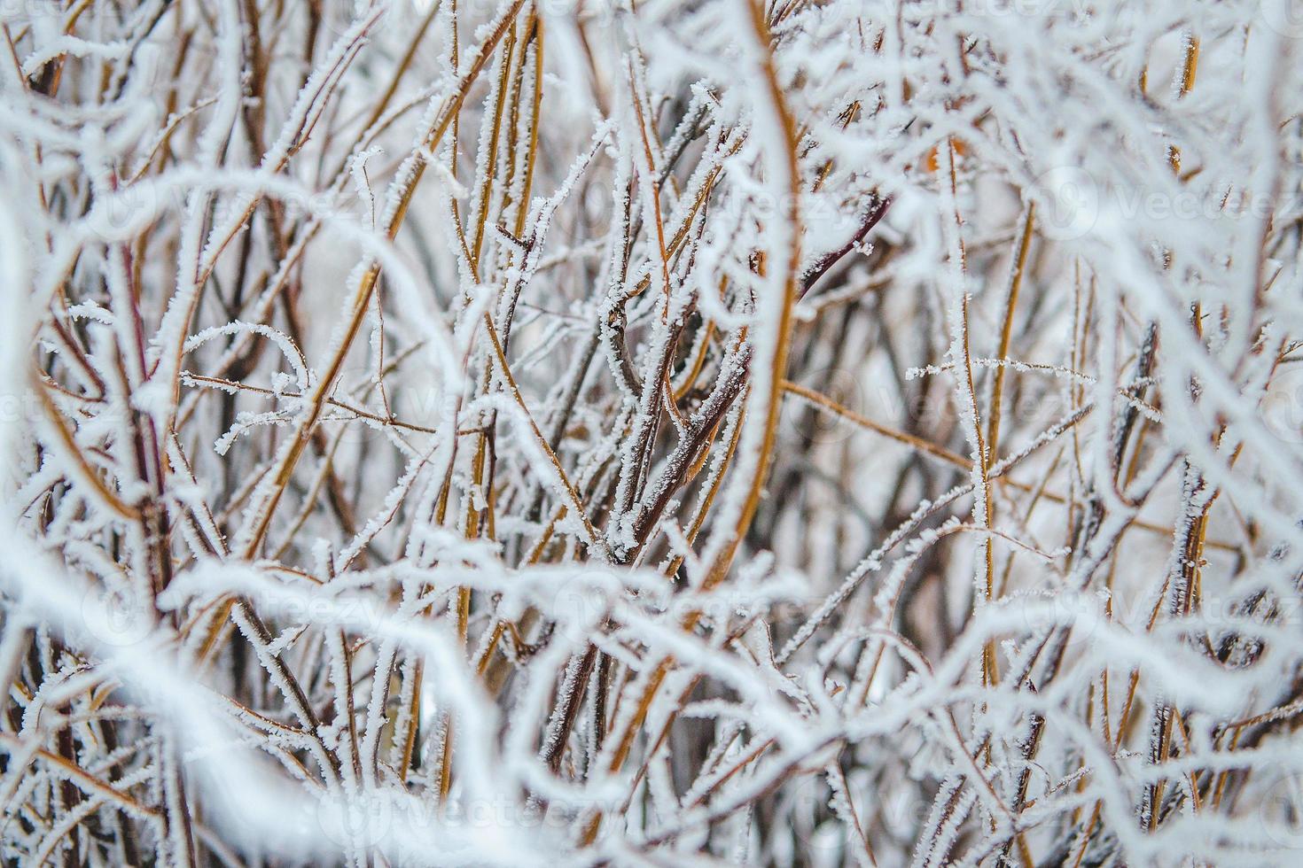 vorst en sneeuw op droge bosstruiken foto