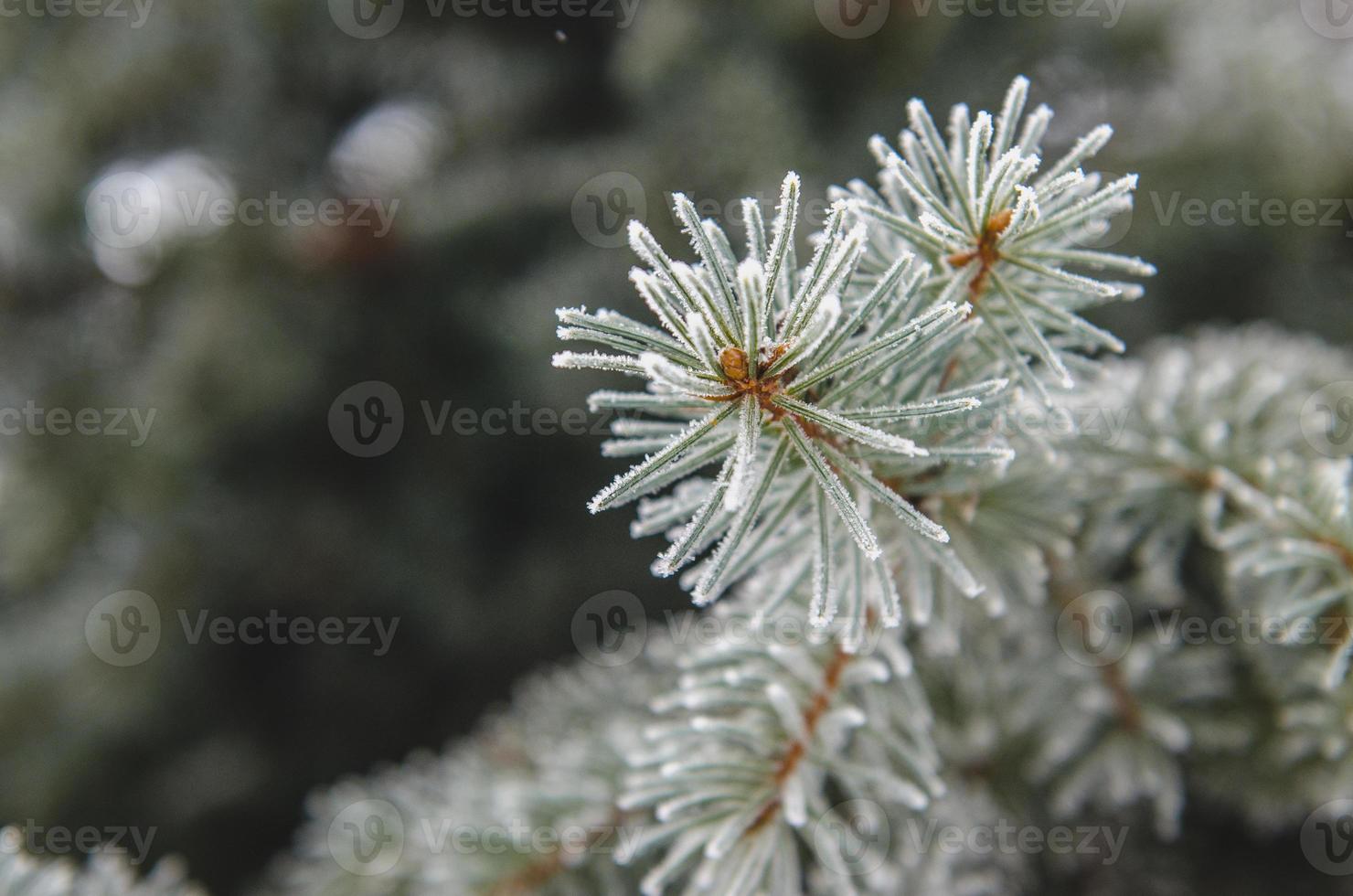 vorst en sneeuw op groene naalden van dennenbomen foto