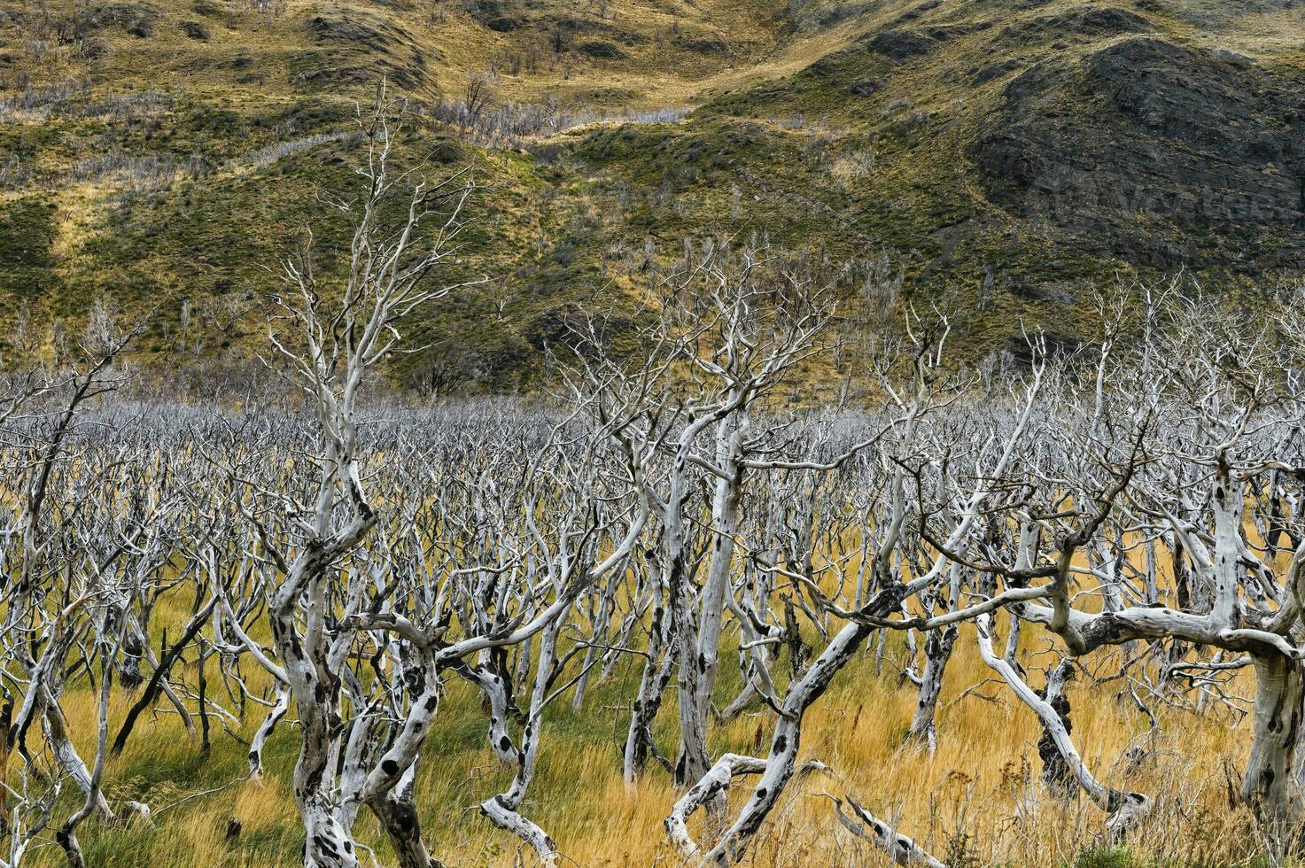 dood bomen, Torres del paine nationaal park, chileens Patagonië, Chili foto