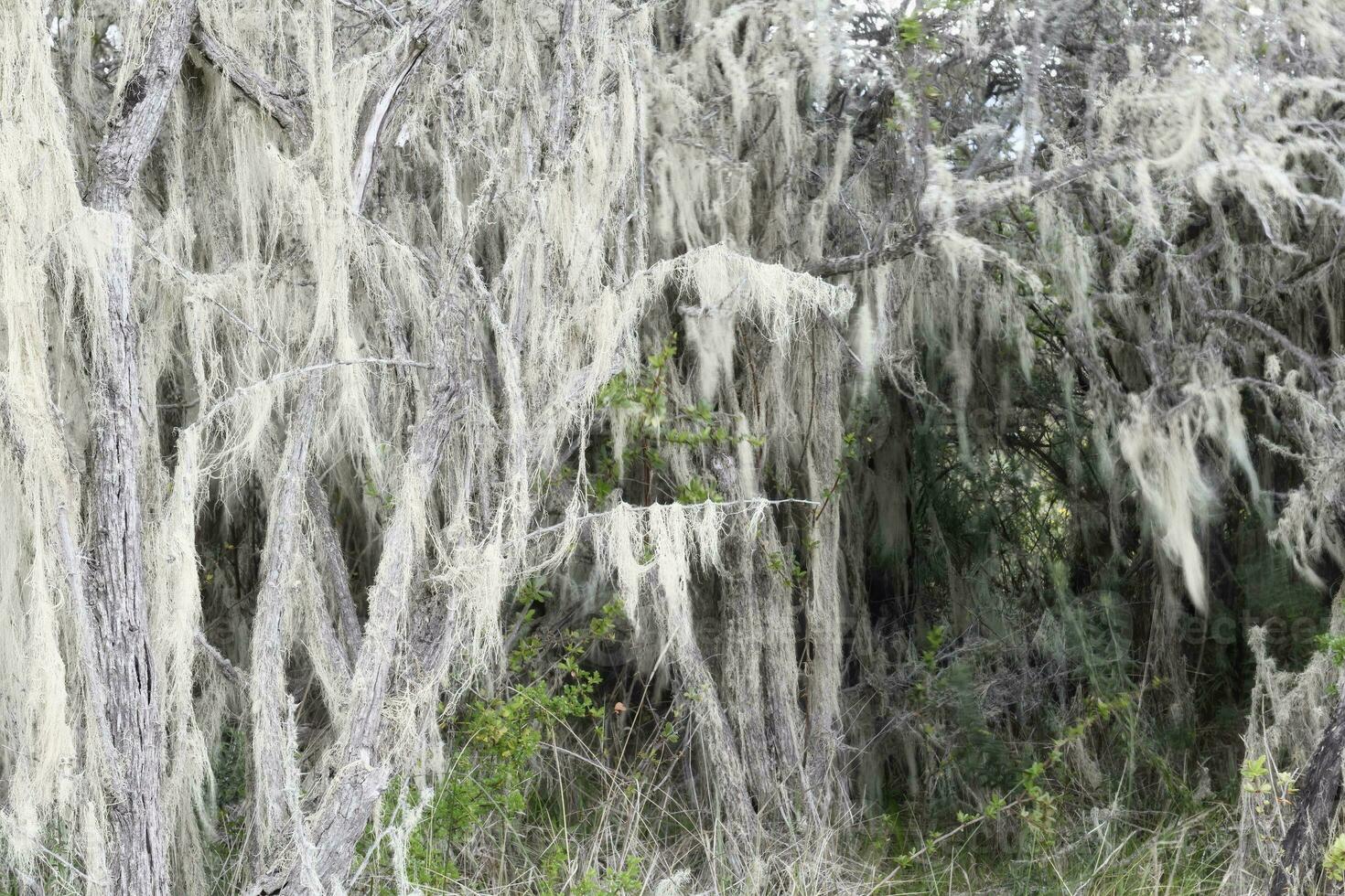 oud Mannen baard korstmos, asnea barbata, groeit Aan een boom, Patagonië nationaal park, chacabuco vallei in de buurt cochrane, aysen regio, Patagonië, Chili foto