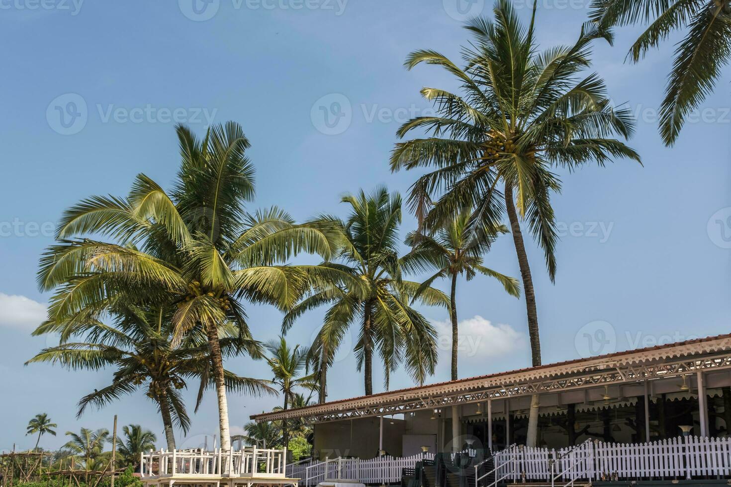 silhouetten van kokosnoot bomen palmen tegen de blauw lucht van Indië foto