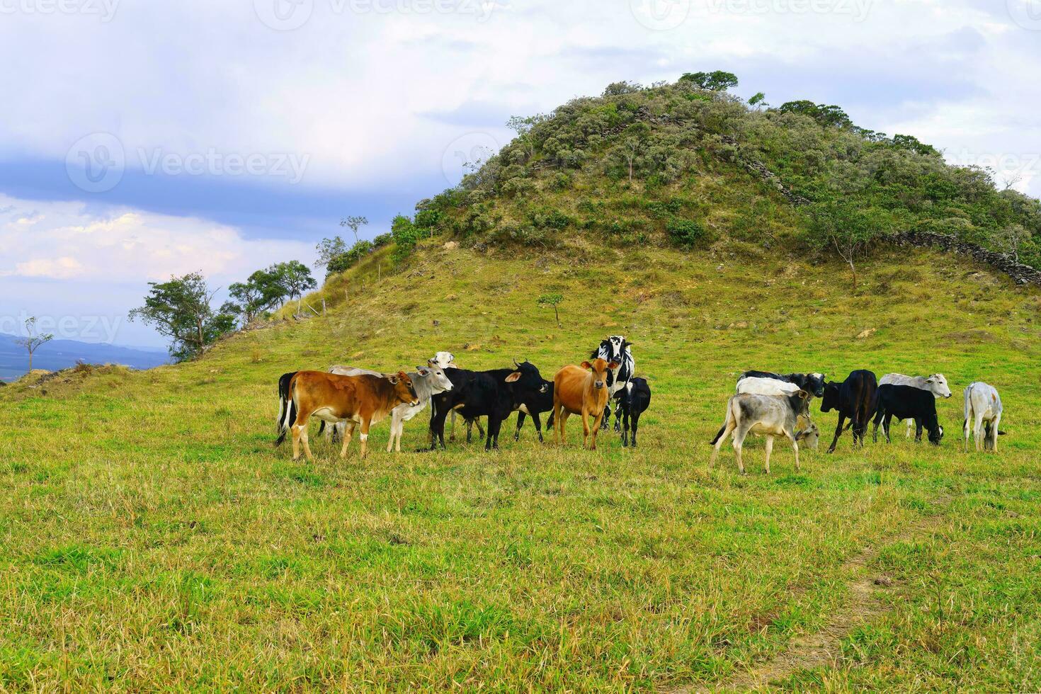 koeien begrazing in een weiland, serra da canastra, minas gerais staat, Brazilië foto