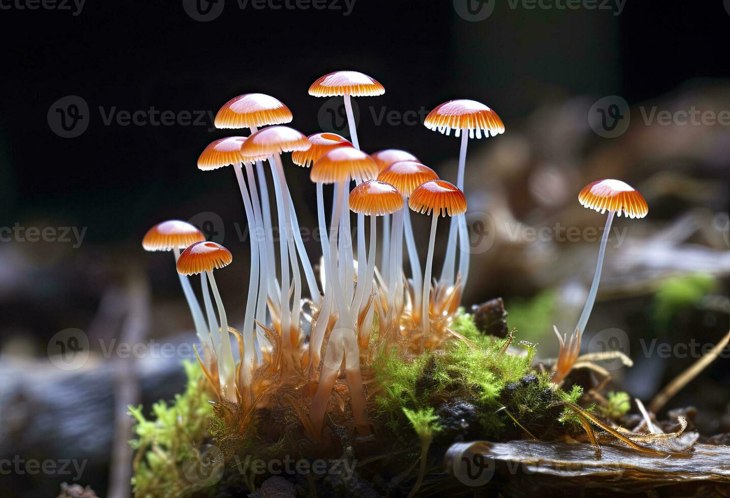 ai gegenereerd hemimycena soorten mairei. ai gegenereerd. foto