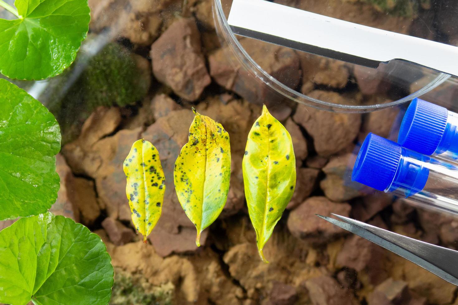 sporen van zuigende insecten foto