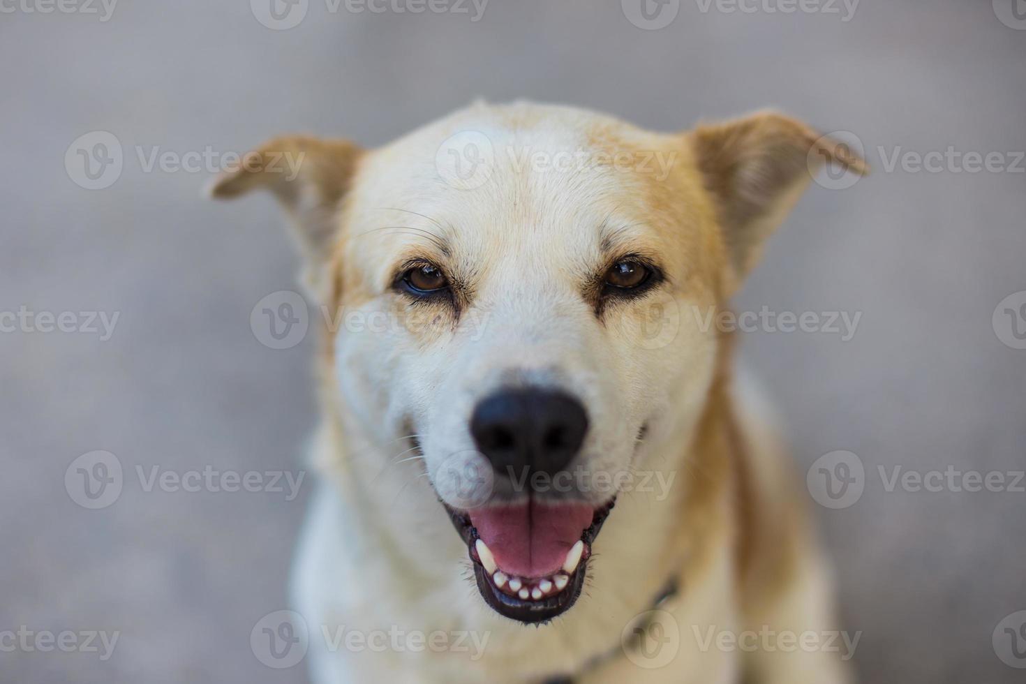 schattige hond in een zonnige dag foto