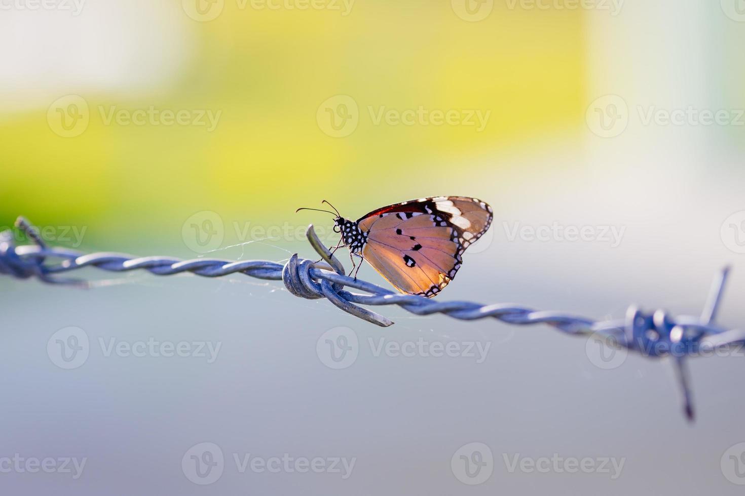 een vlinder op prikkeldraad. een symbool van vrijheid in de gevangenis foto