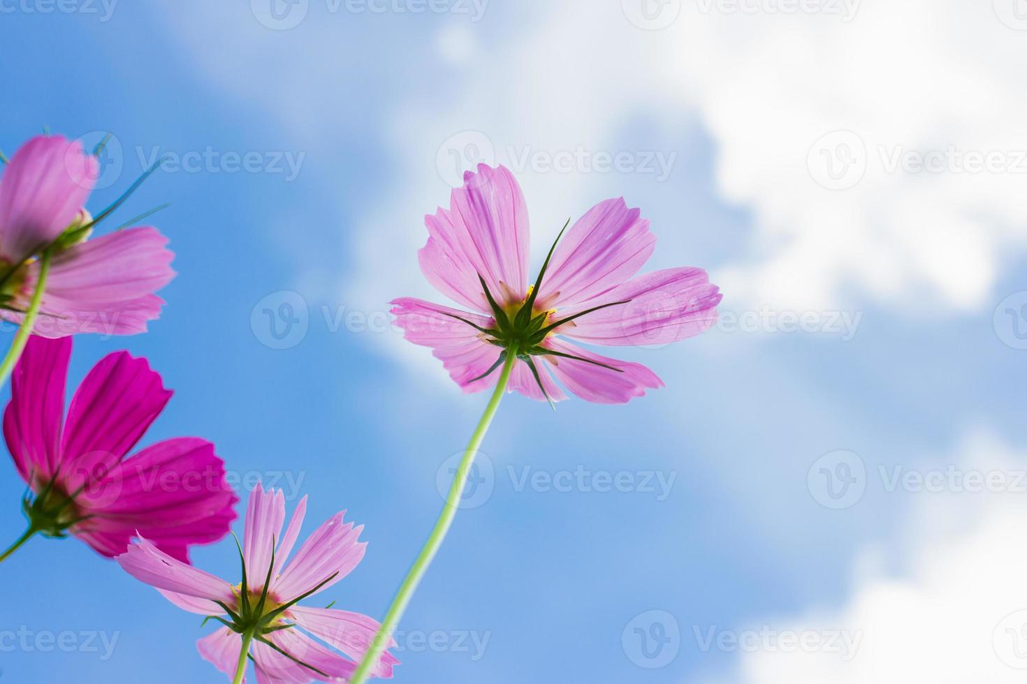 mooie kosmosbloem onder de blauwe hemelachtergrond foto