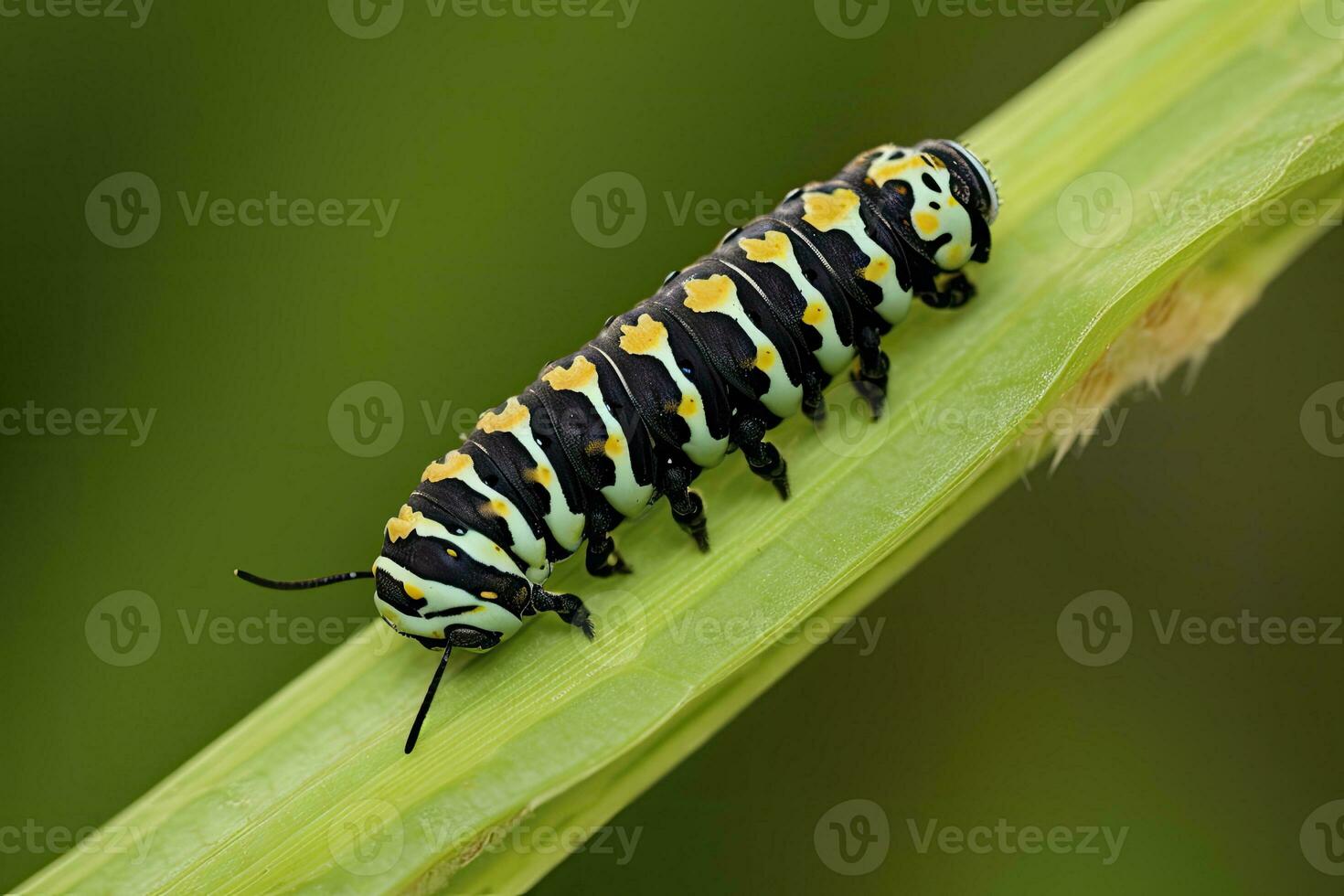 ai gegenereerd rups- zwaluwstaart vlinder. gegenereerd ai. foto