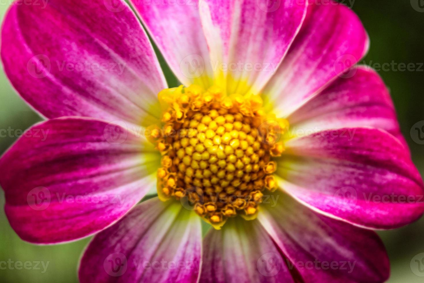 natuurlijke mooie bloem close-up foto