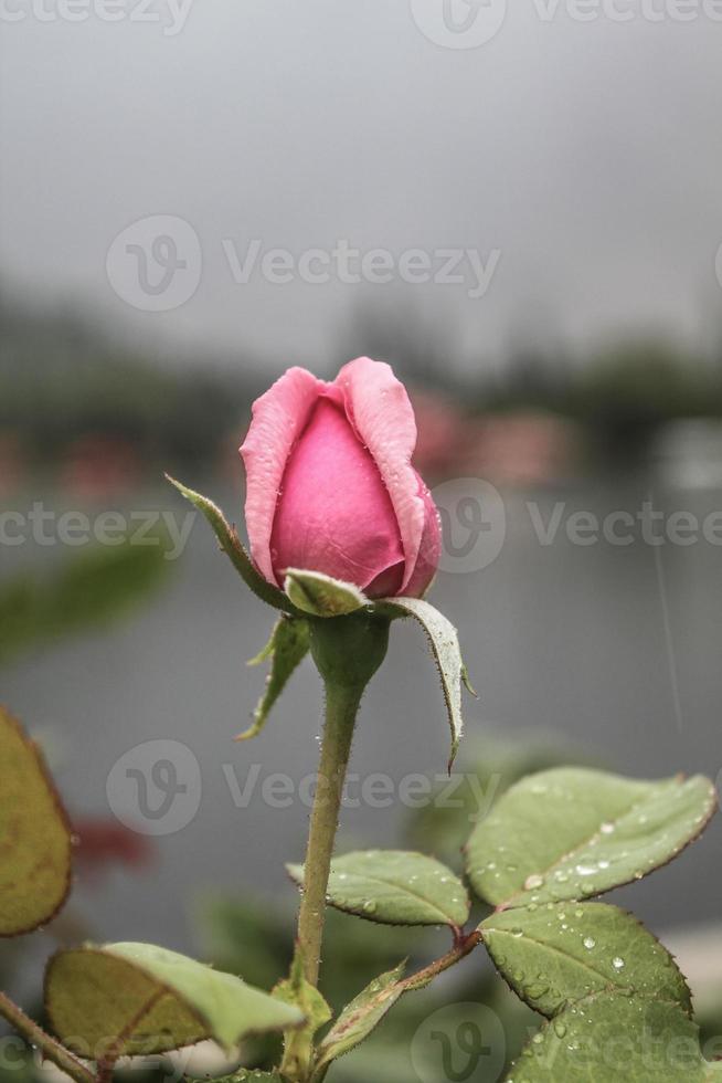 natuurlijke mooie bloem close-up foto