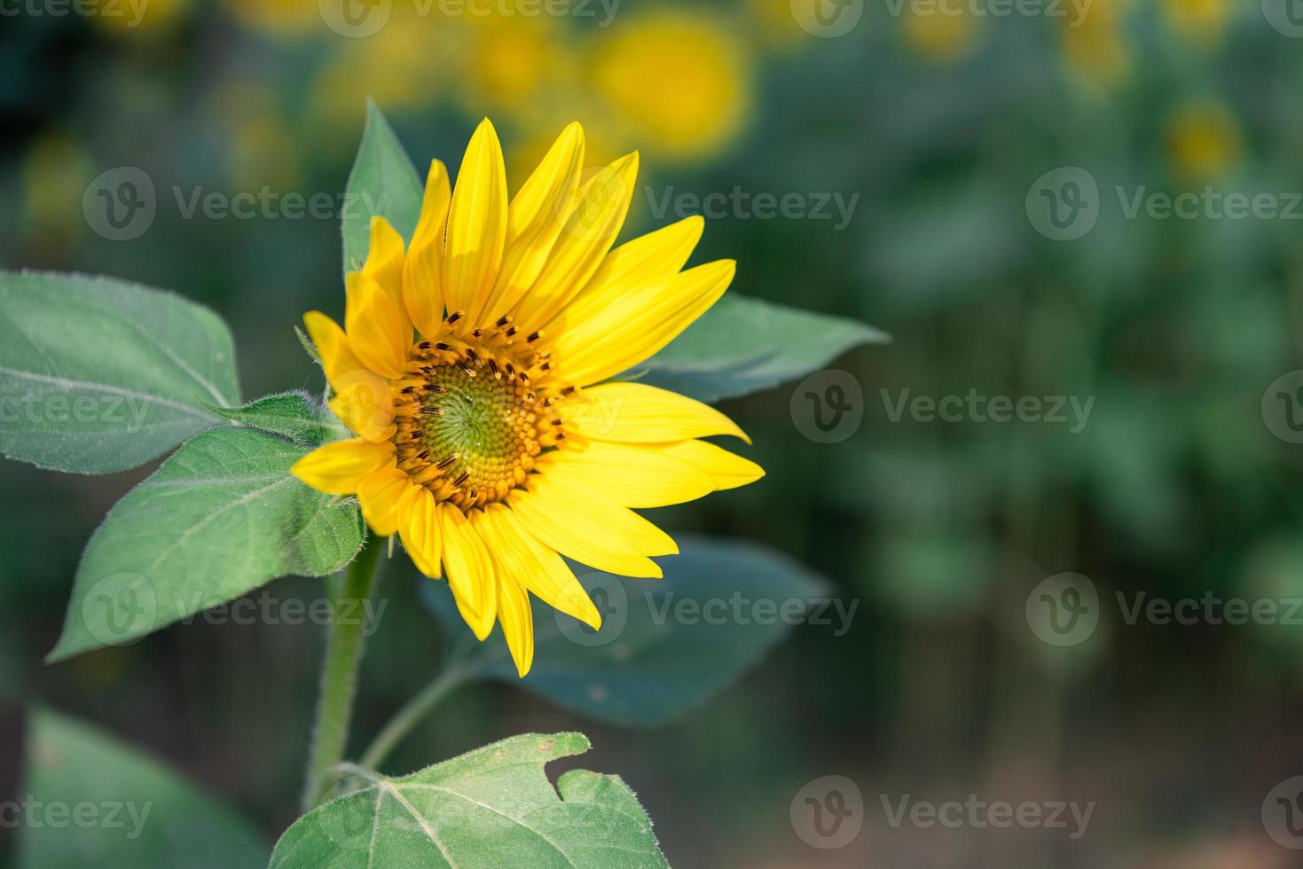 een gele zonnebloem in volle bloei in het veld foto
