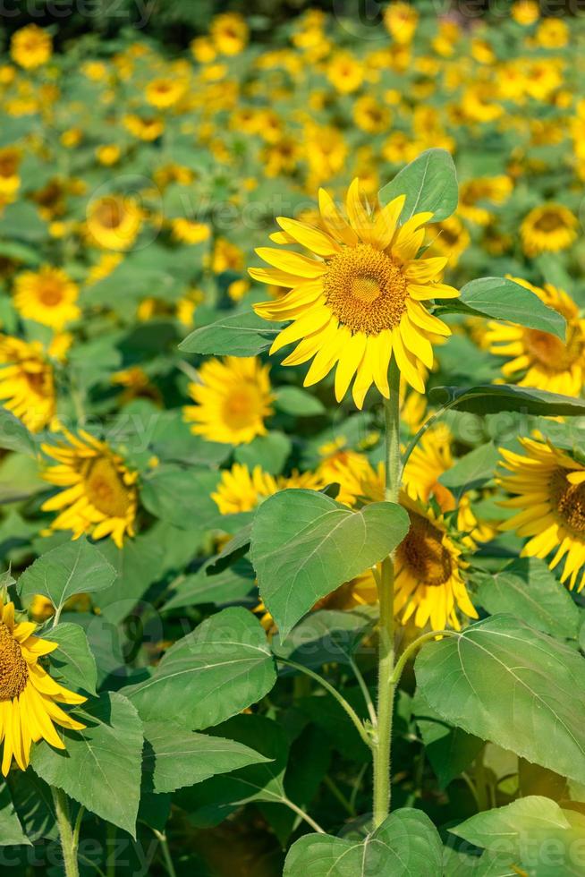 er zijn veel zonnebloemen in de velden foto