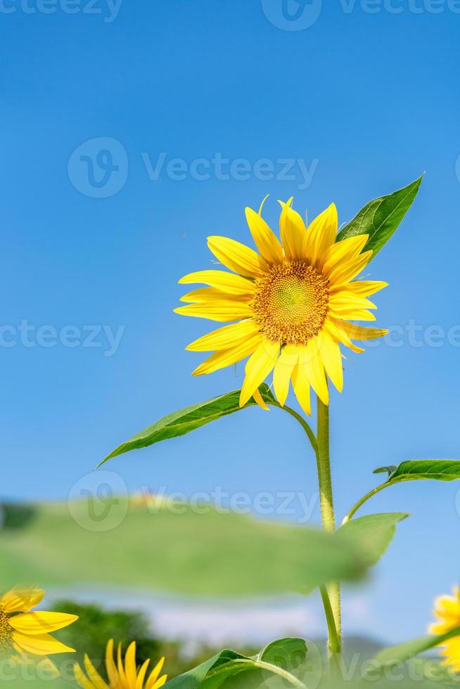 een gele zonnebloem in volle bloei onder de blauwe lucht foto